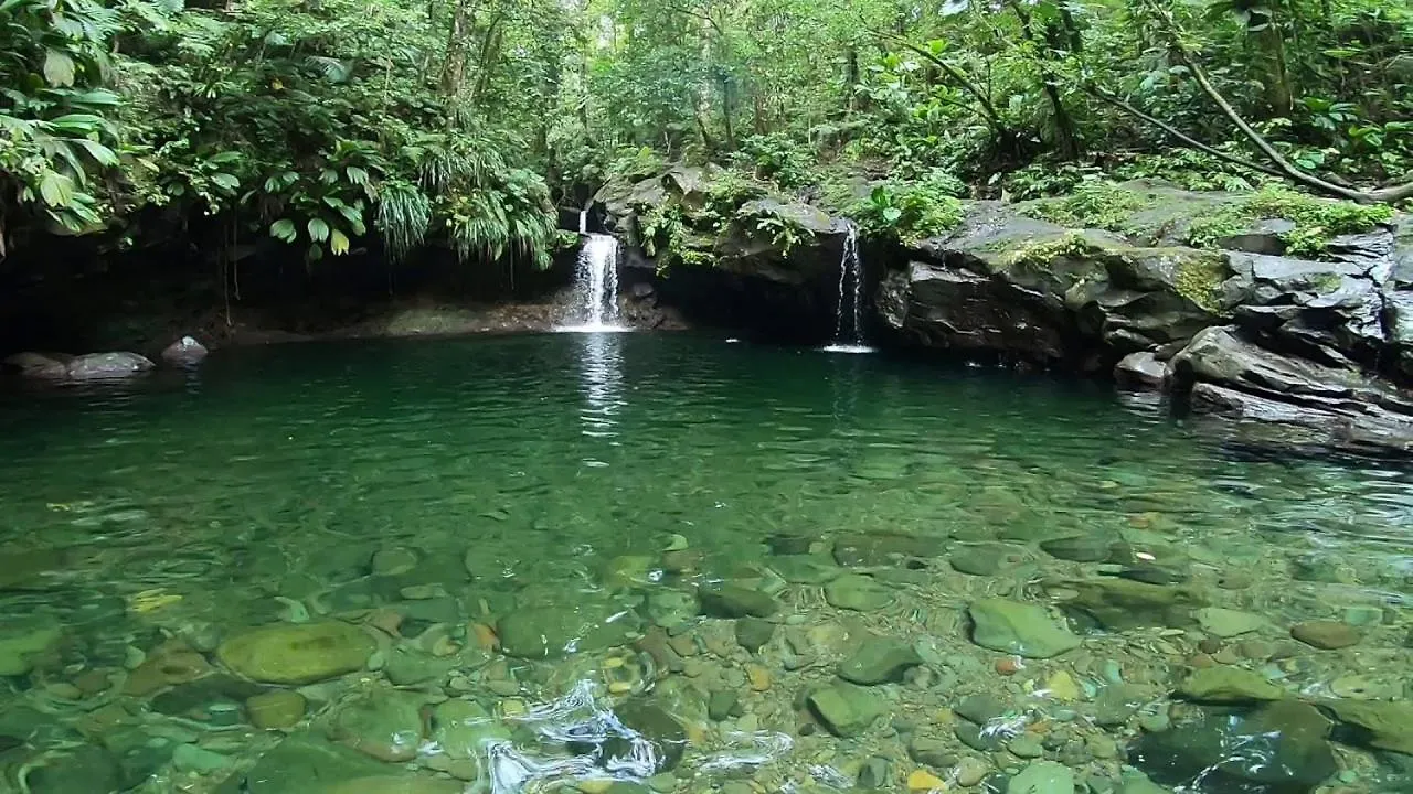 River Paradise Goyave 0*,